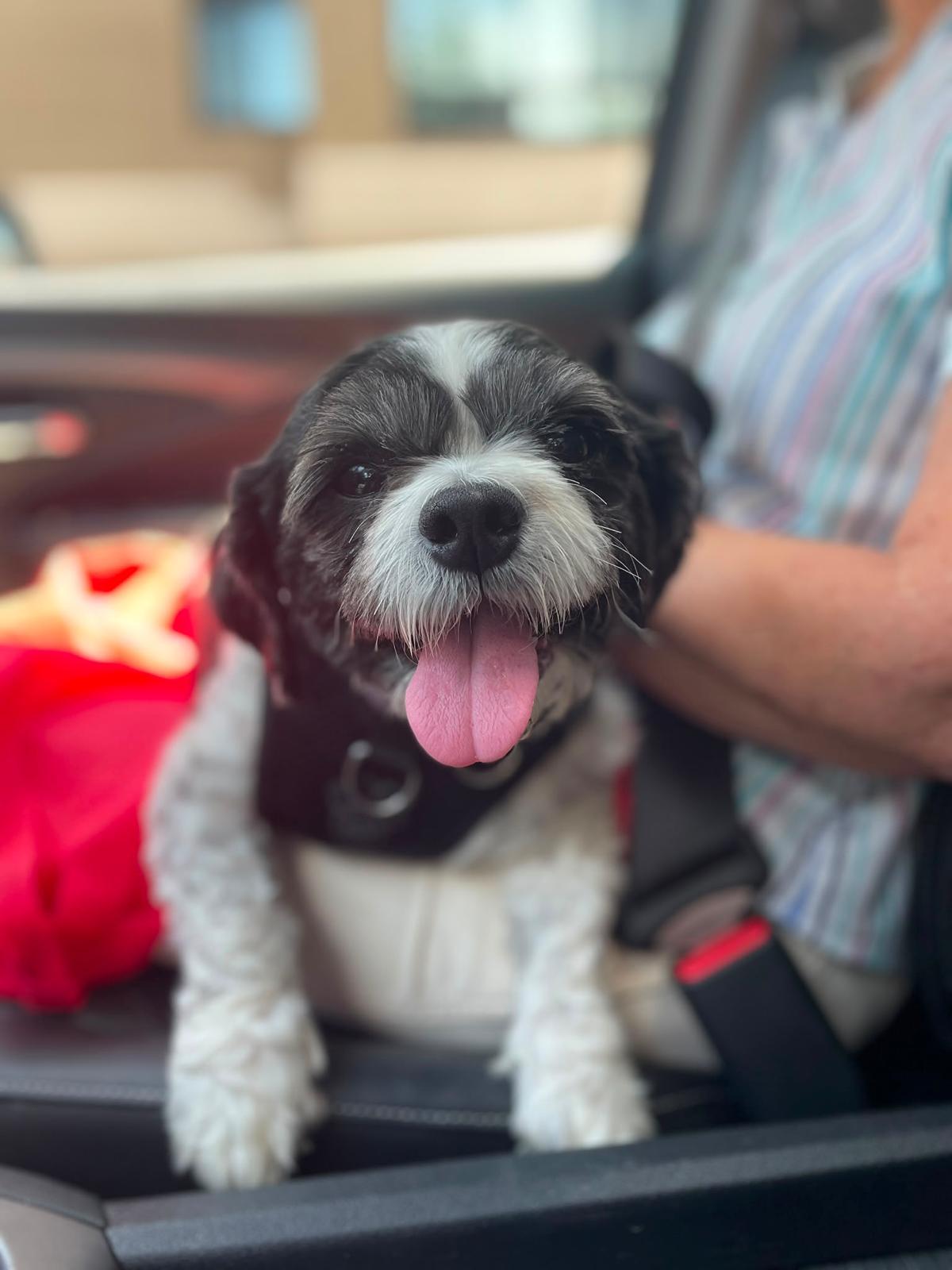 Charlotte, an adopted Shih Tzu in Owen Sound, ON image 1/5