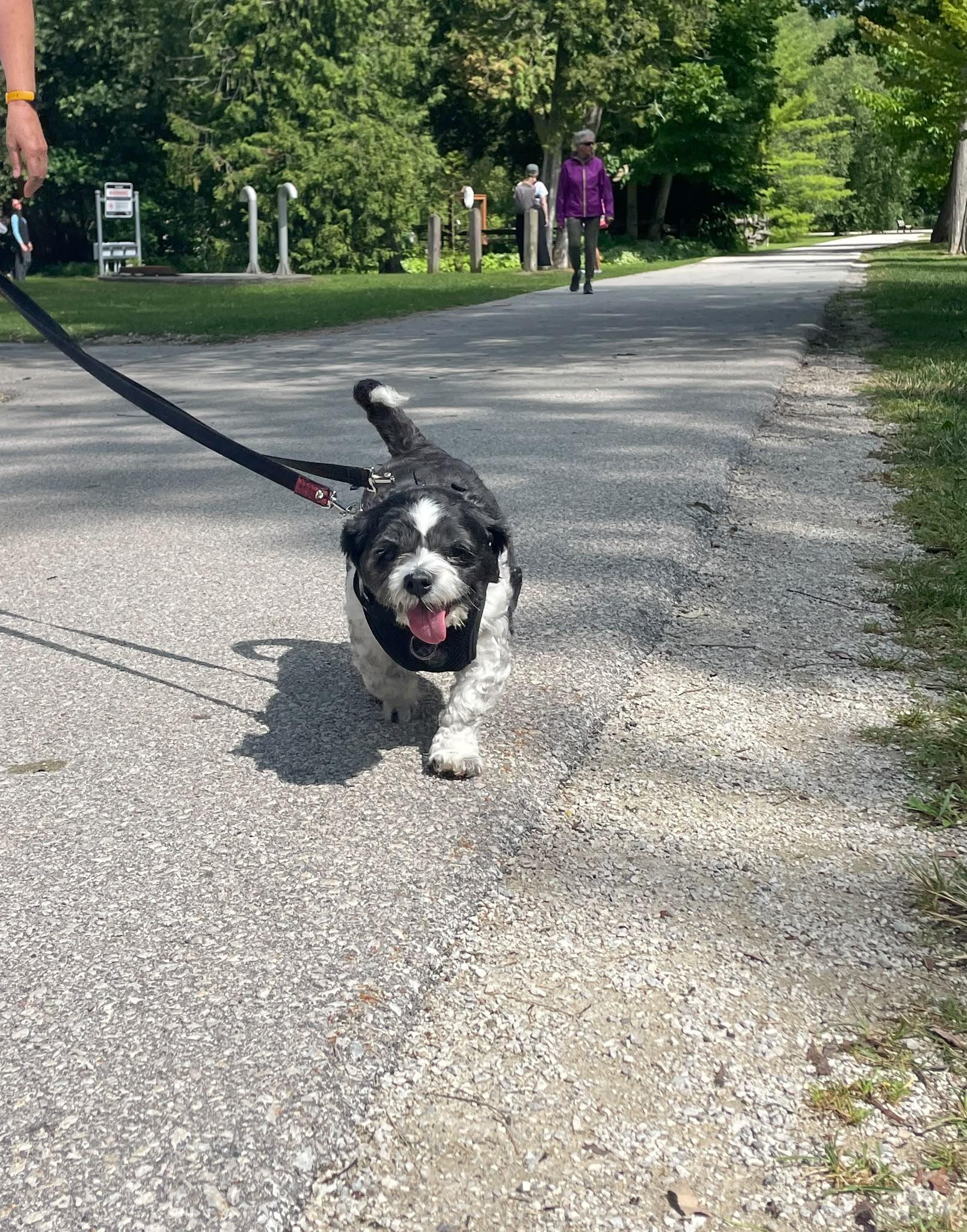 Charlotte, an adopted Shih Tzu in Owen Sound, ON image 4/5