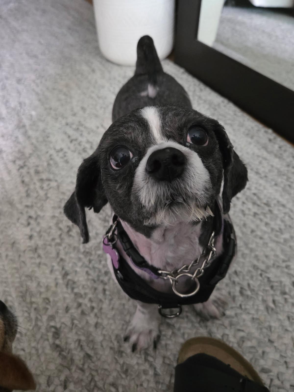 Charlotte, an adopted Shih Tzu in Owen Sound, ON image 3/5