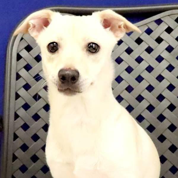 Bear, Adoptable, Young Male Chihuahua.