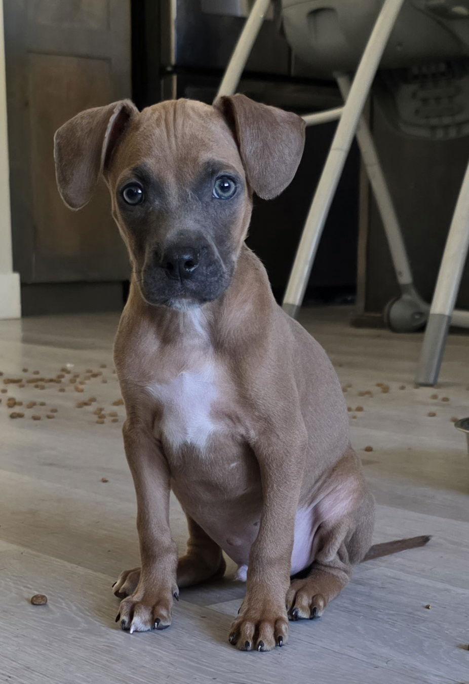 Diesel, Adoptable, Puppy Male Pit Bull Terrier & Boxer.