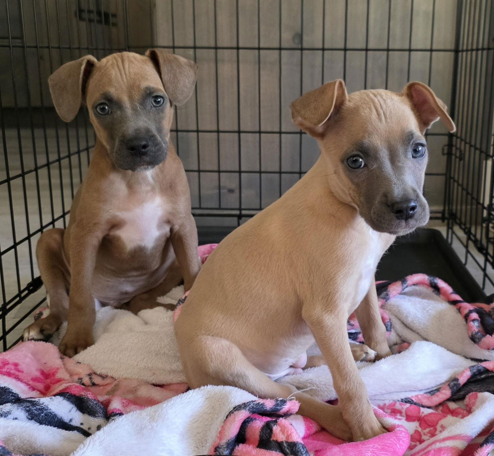 Diesel, a Adoptable mixed breed in Midway, UT image 2/3