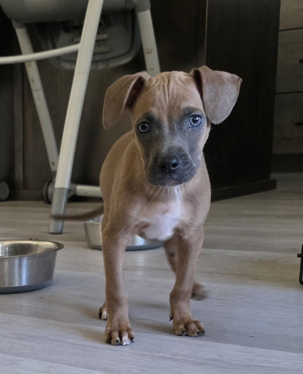 Diesel, a Adoptable mixed breed in Midway, UT image 3/3