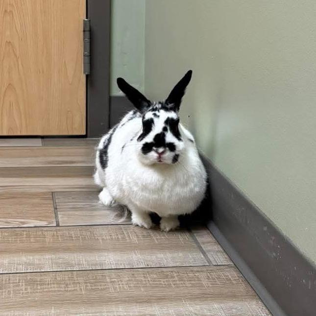 Enlarge Tabitha, a Adoptable mixed breed in Willowbrook, IL image 1/1