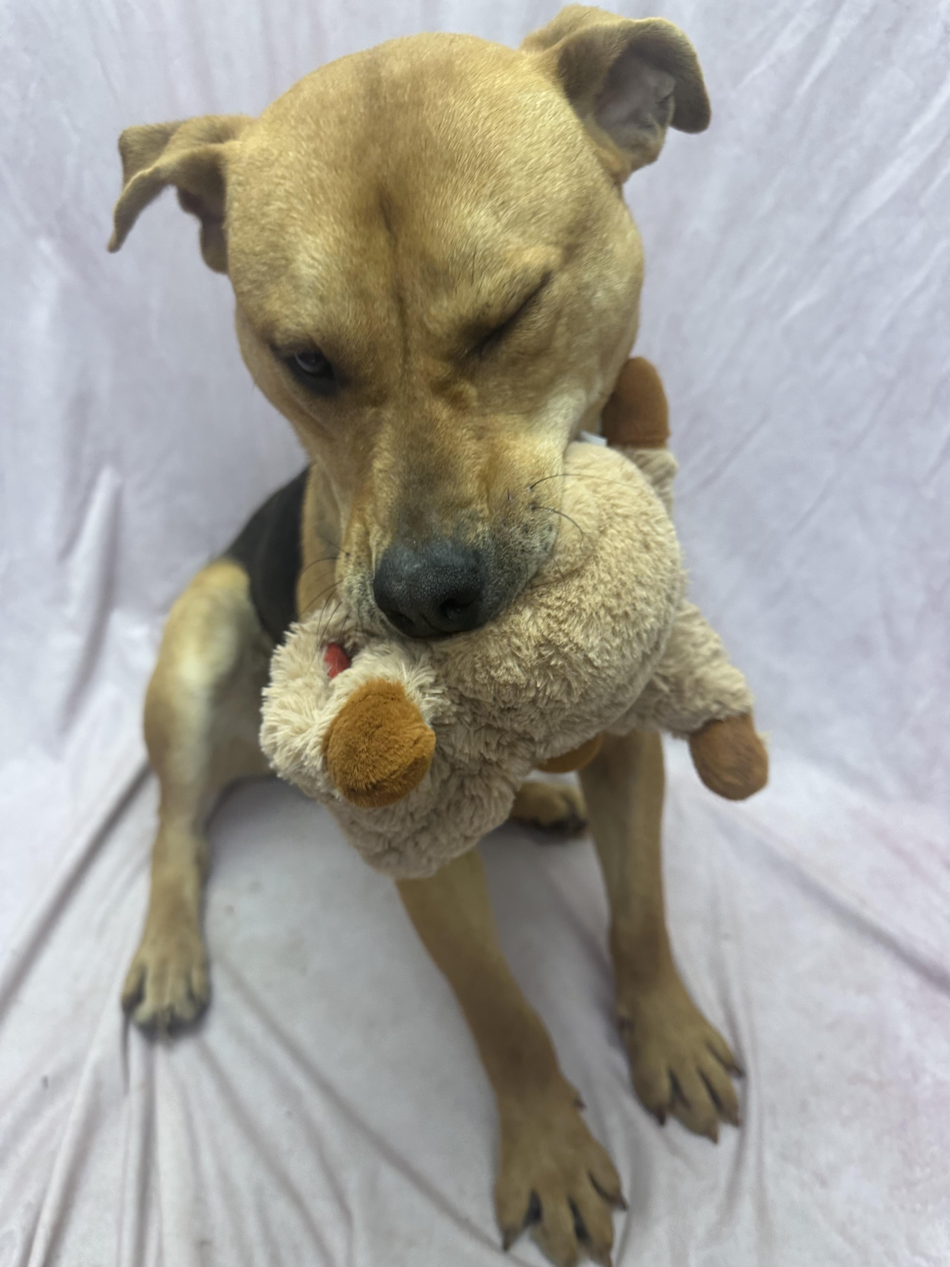 Enlarge Hawk, a ADOPTABLE mixed breed in Statesboro, GA image 3/3