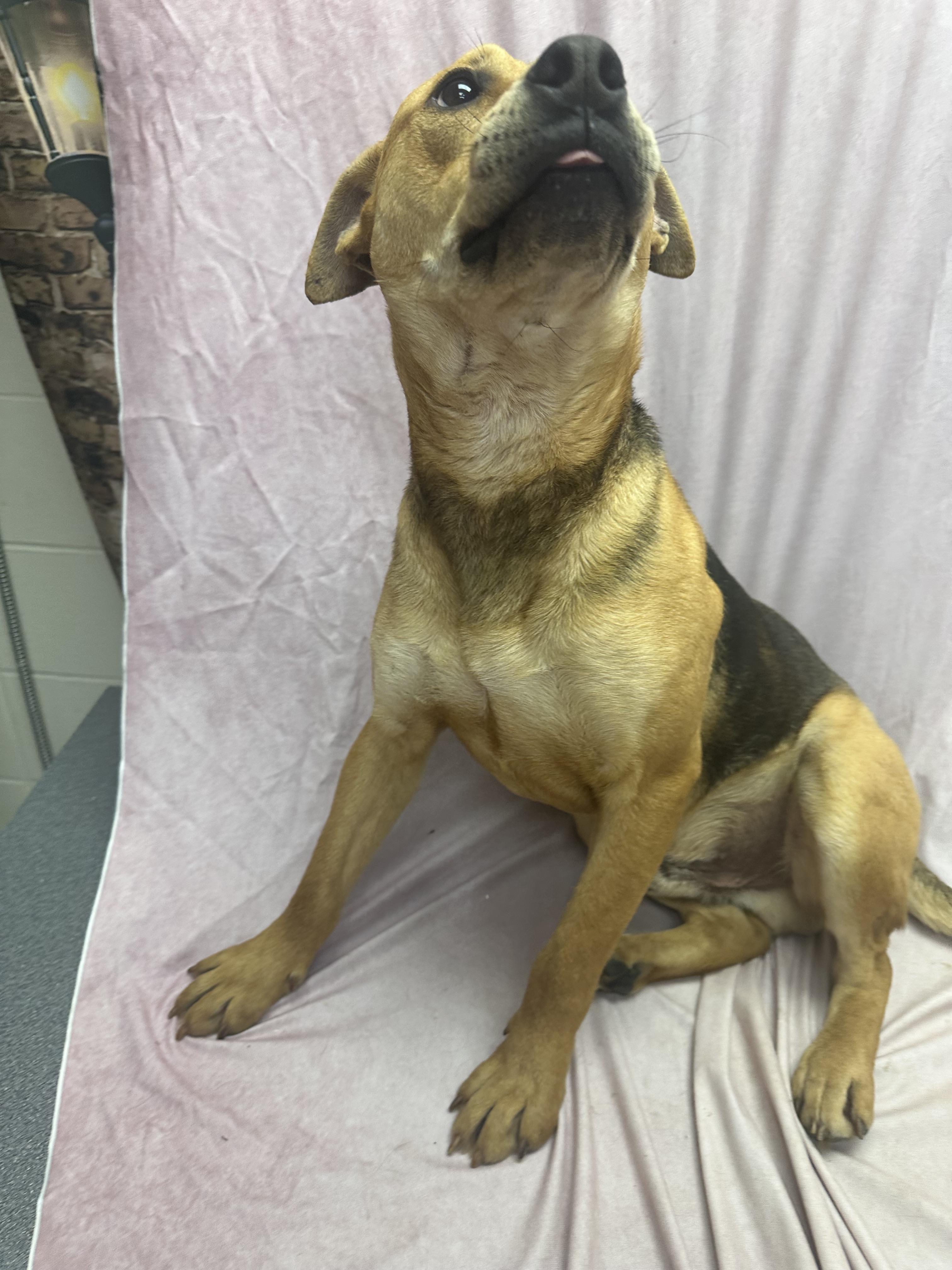 Hawk, ADOPTABLE, Adult Male Shepherd & Pit Bull Terrier.
