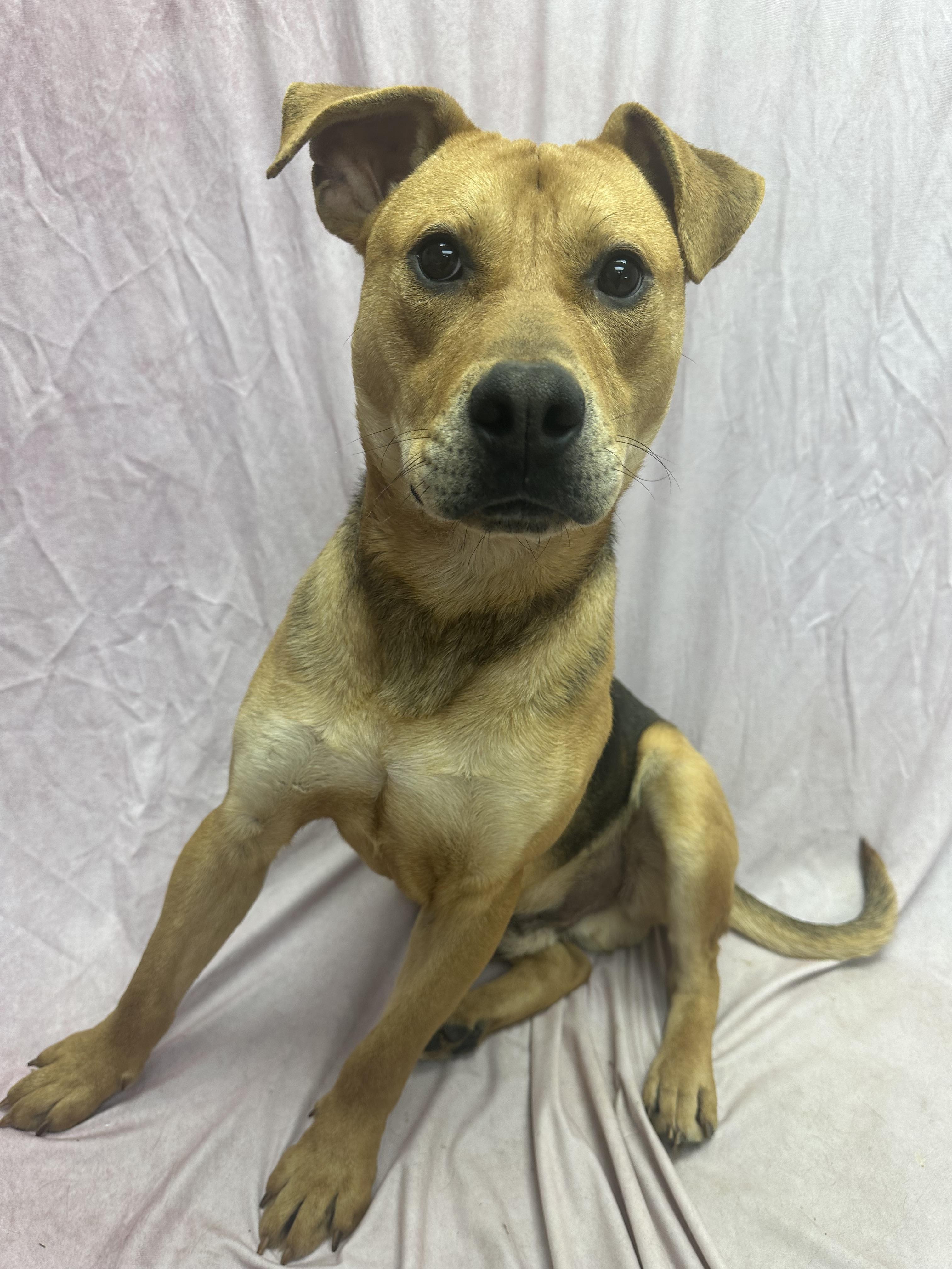Enlarge Hawk, a ADOPTABLE mixed breed in Statesboro, GA image 2/3