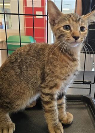 Lilac A211895, Baby Female Torbie