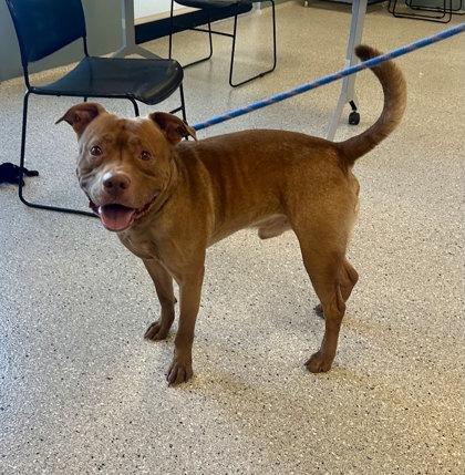 Reuben, Adoptable, Adult Male Mixed Breed & Mixed Breed.