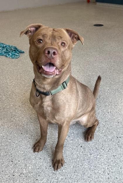 Reuben, Adoptable, Adult Male Mixed Breed & Mixed Breed.