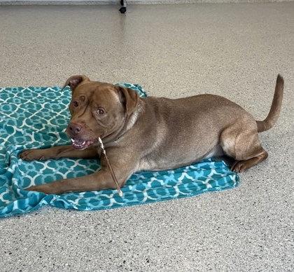 Enlarge Reuben, a Adoptable mixed breed in Twinsburg, OH image 3/3