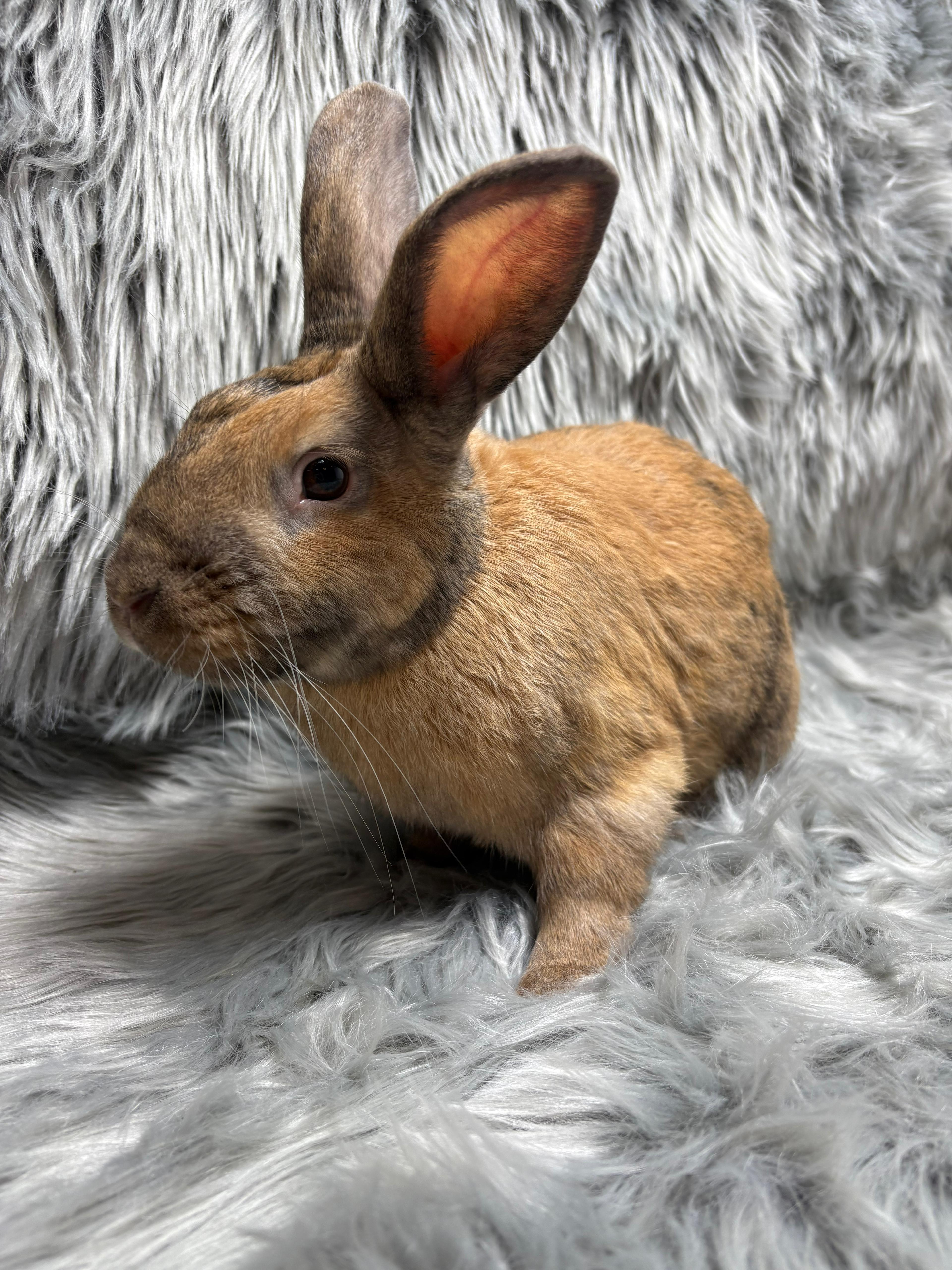 Basil, adopted, Adult Male Bunny Rabbit.