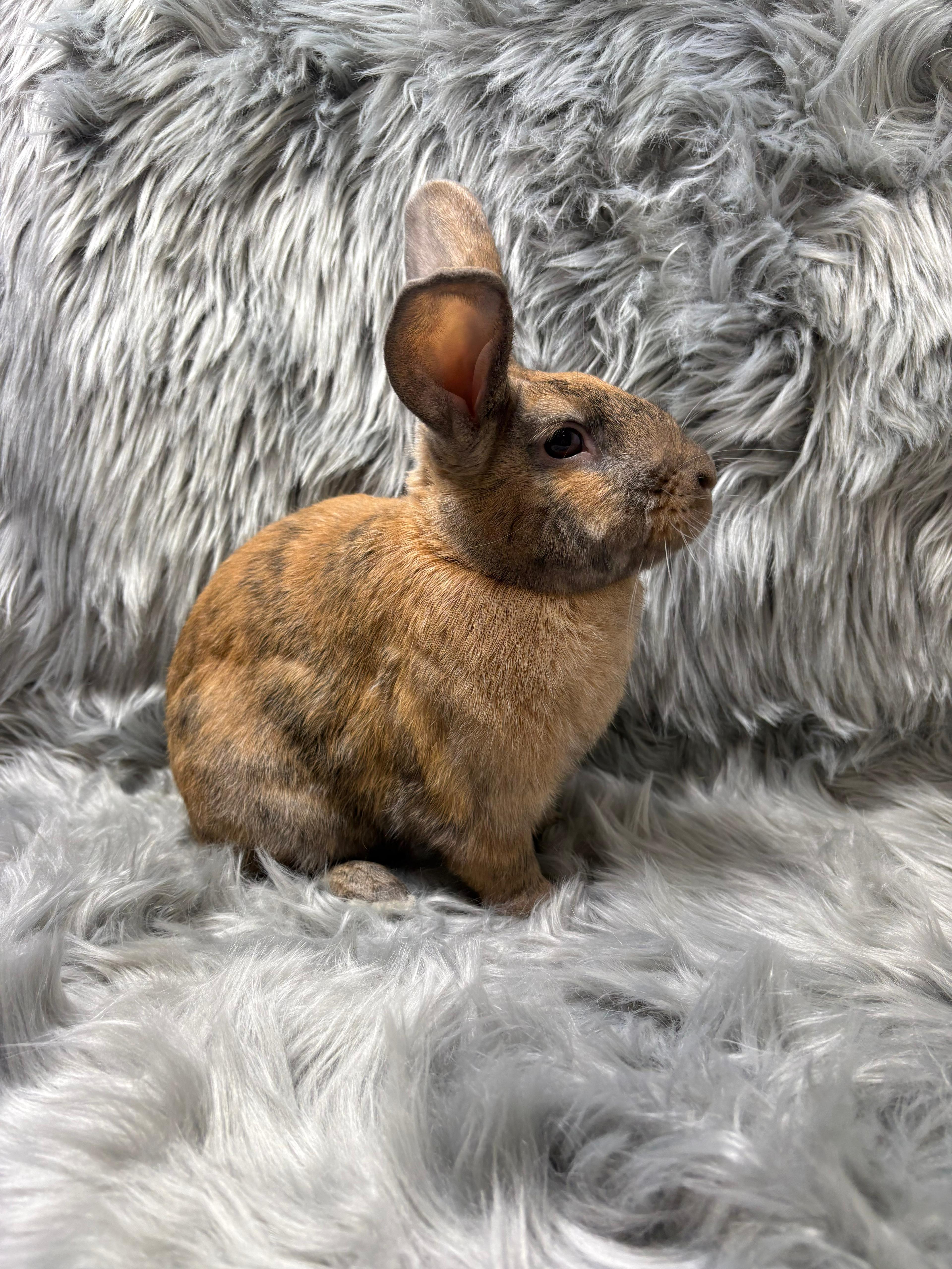 Enlarge Basil, an adopted Bunny Rabbit in Fountain Valley, CA image 2/6