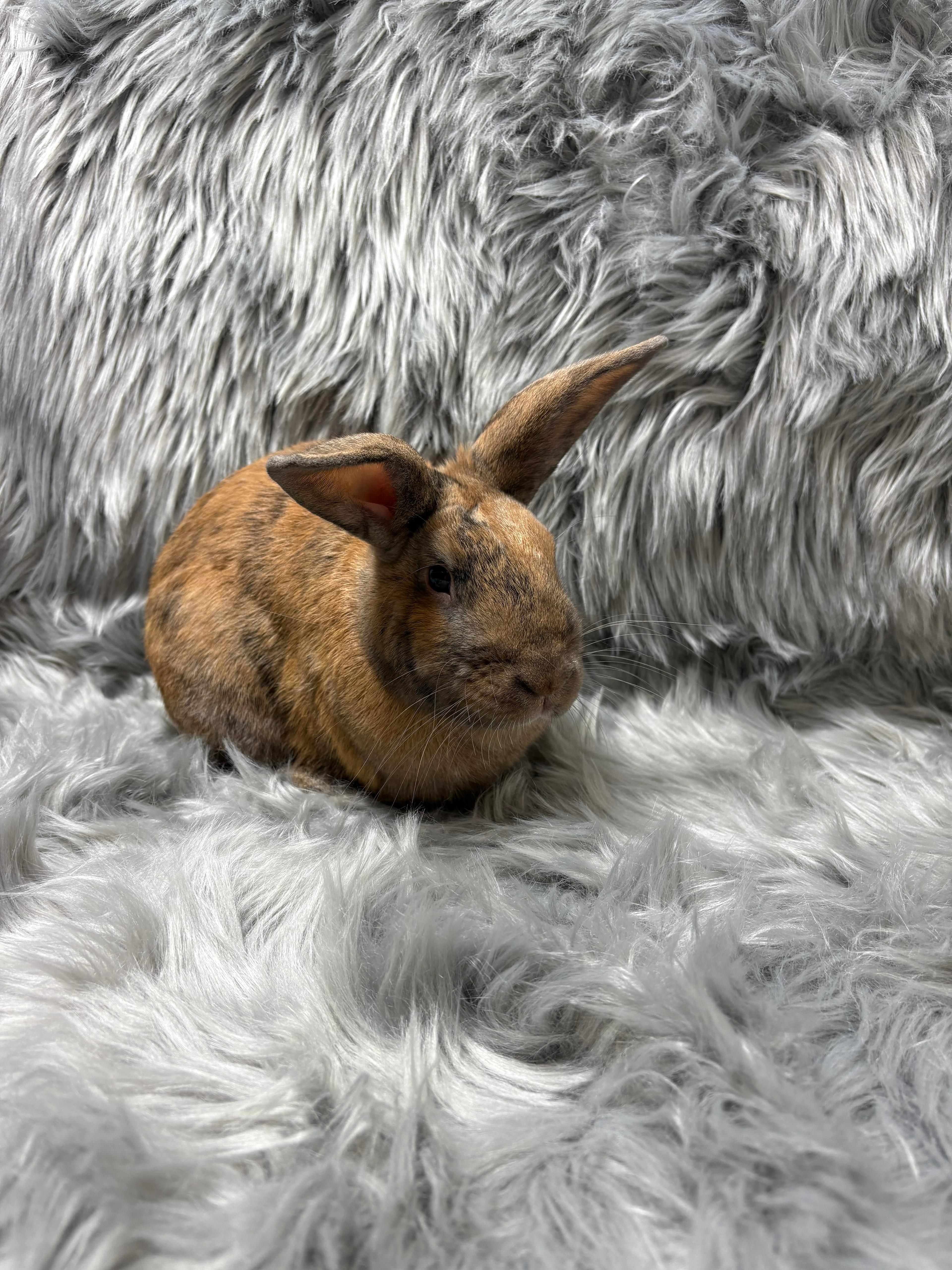 Enlarge Basil, an adopted Bunny Rabbit in Fountain Valley, CA image 3/6