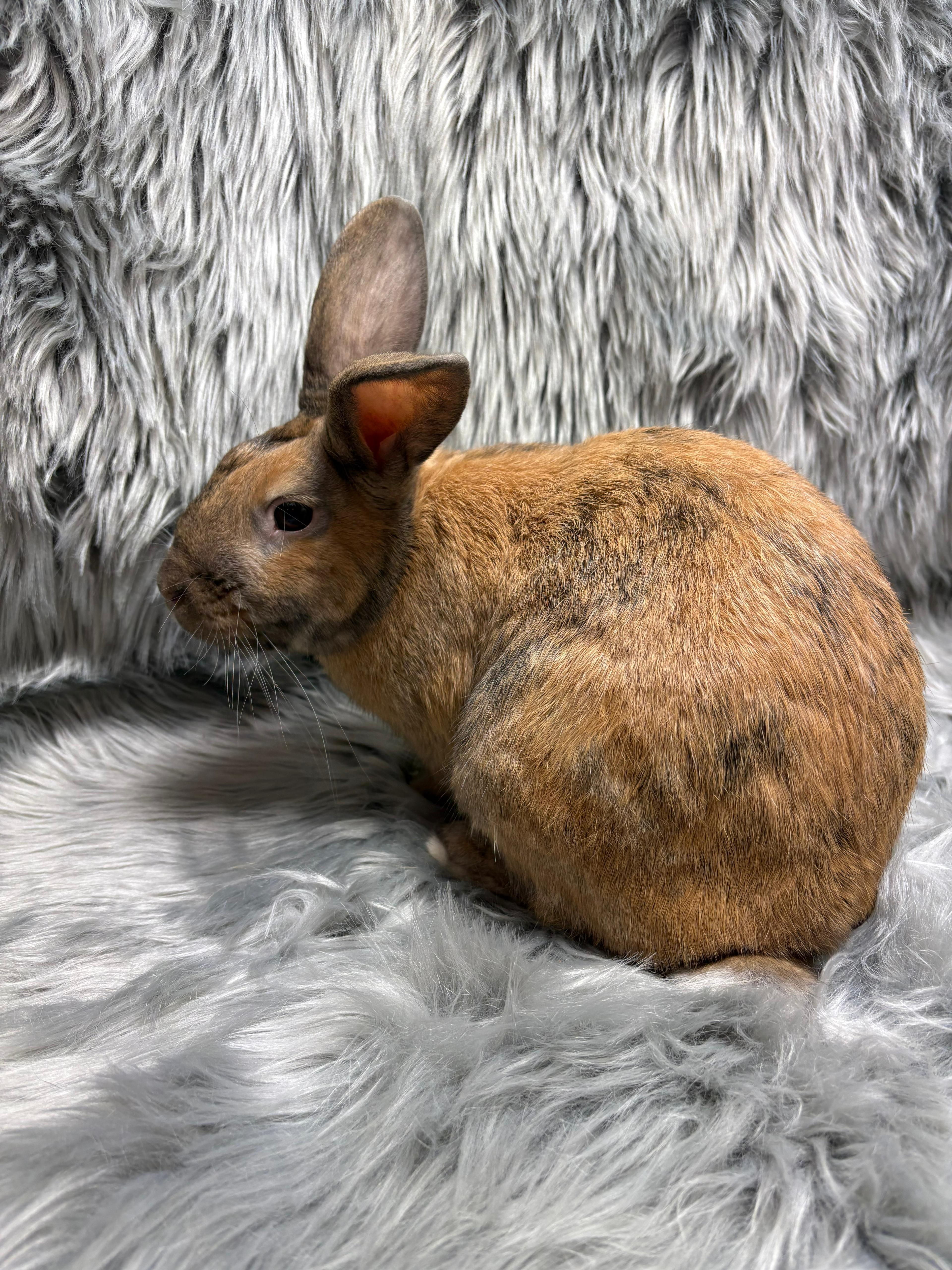 Enlarge Basil, an adopted Bunny Rabbit in Fountain Valley, CA image 4/6