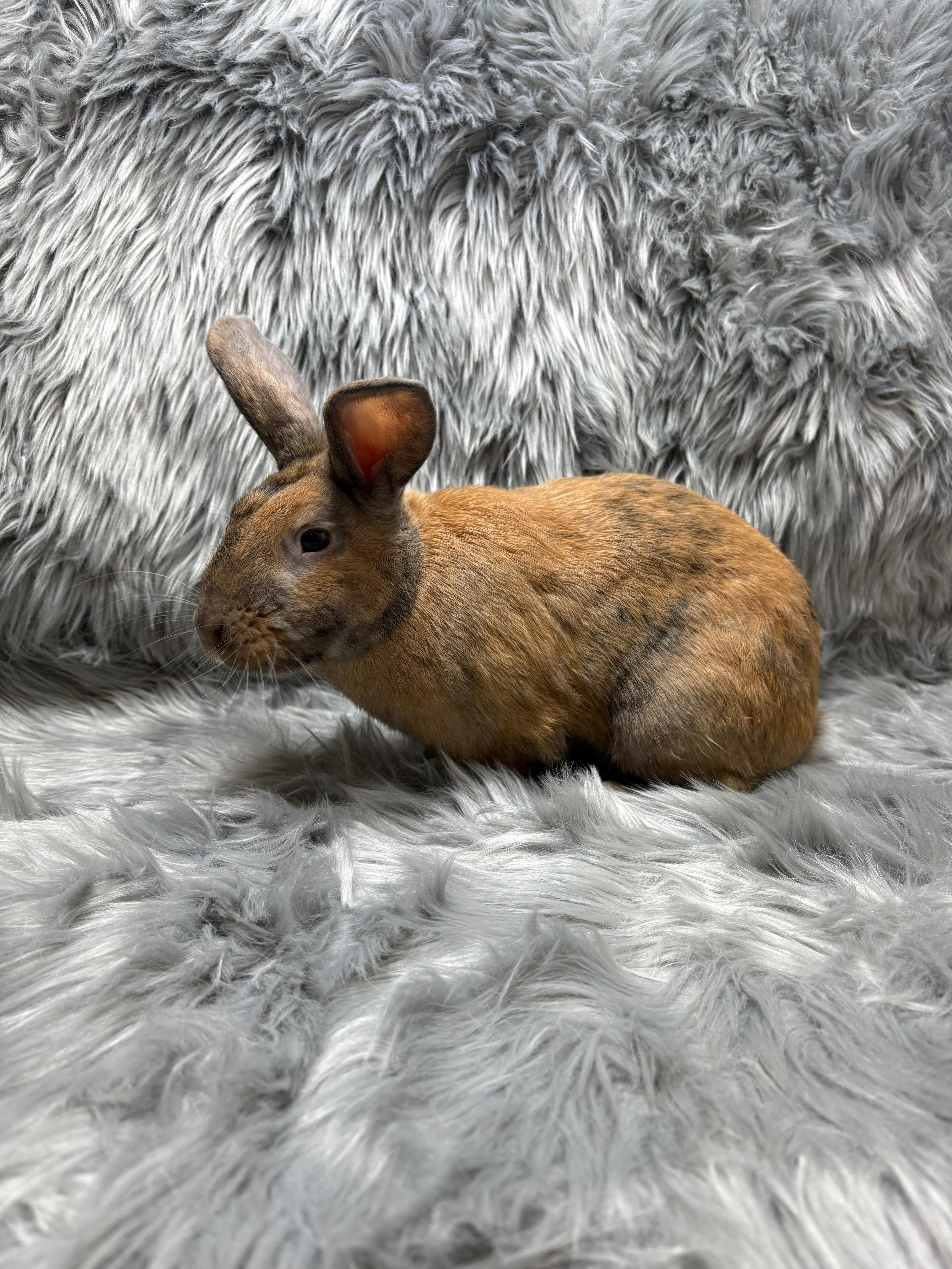 Enlarge Basil, an adopted Bunny Rabbit in Fountain Valley, CA image 5/6