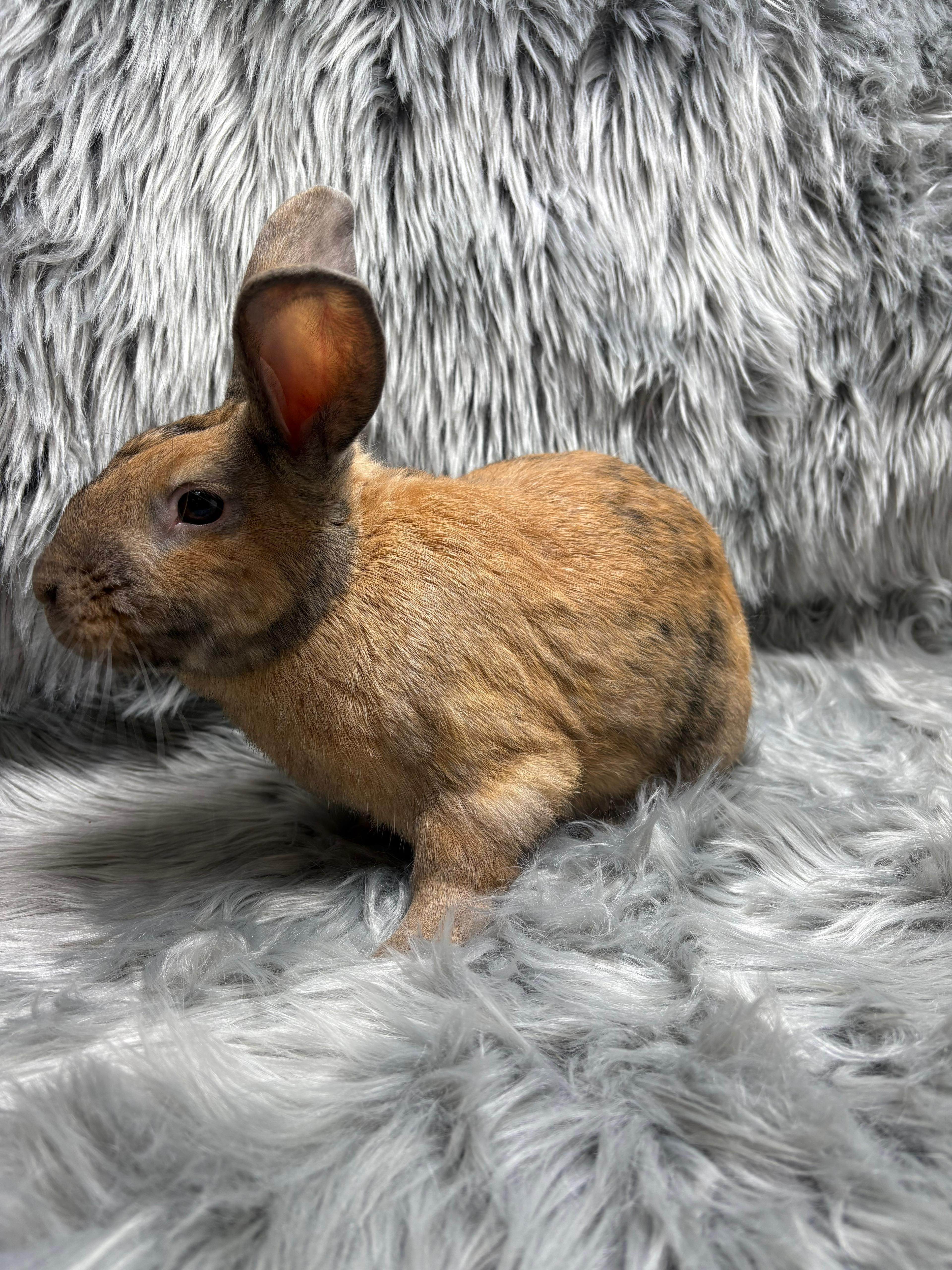 Enlarge Basil, an adopted Bunny Rabbit in Fountain Valley, CA image 6/6
