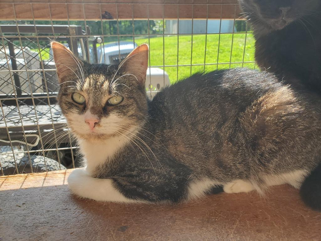 Enlarge Aria, a Adoptable Domestic Short Hair in Philippi, WV image 1/2