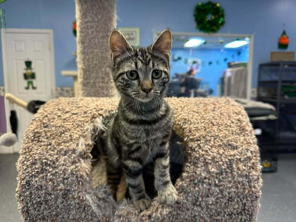 Pancake, Adoptable, Kitten Female Domestic Medium Hair.