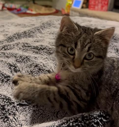 Enlarge Pancake, a Adoptable mixed breed in Woodbridge, VA image 2/3