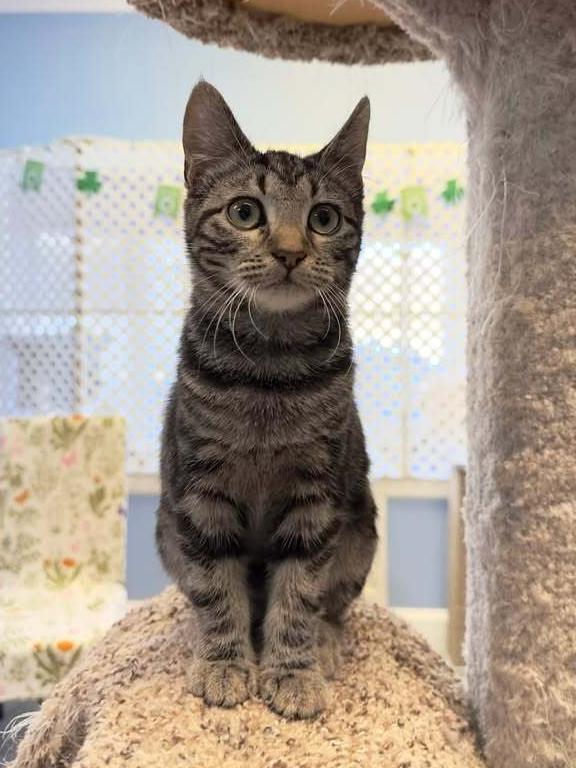 Enlarge Pancake, a Adoptable mixed breed in Woodbridge, VA image 3/4