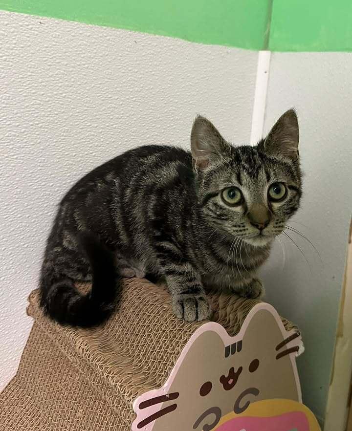 Enlarge Pancake, a Adoptable mixed breed in Woodbridge, VA image 3/3