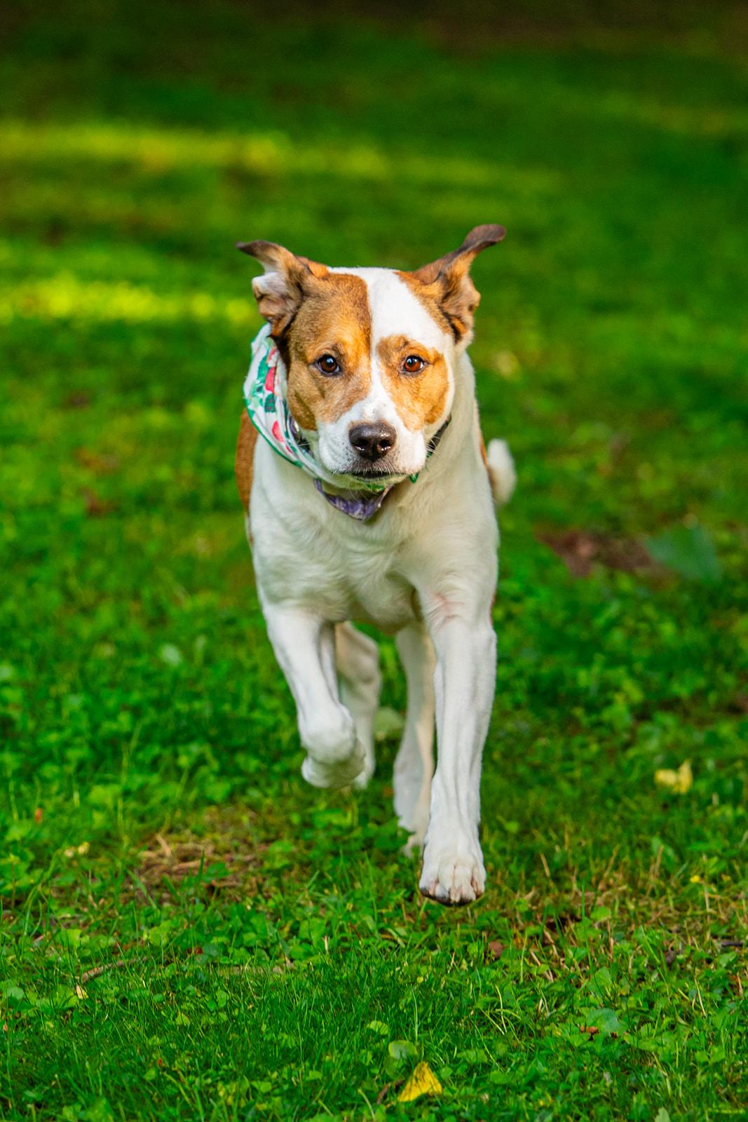 Enlarge Poppi, a ADOPTABLE mixed breed in Dellslow, WV image 4/6