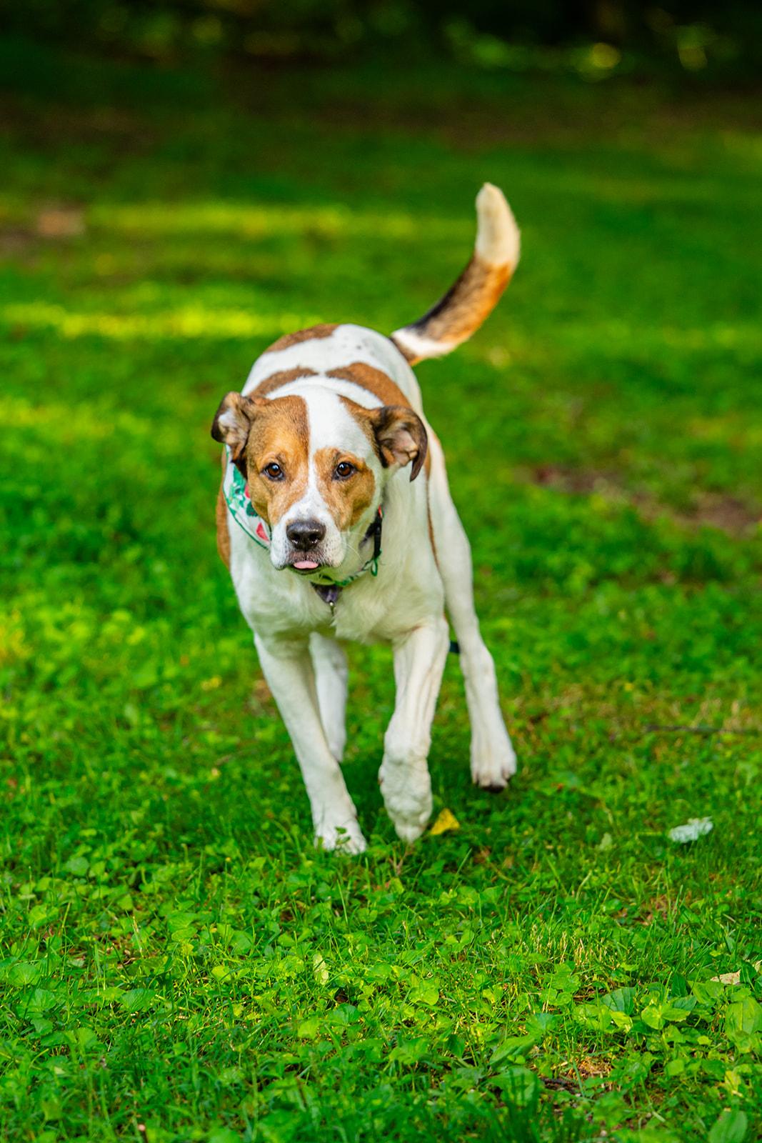 Poppi, ADOPTABLE, Adult Female Hound.