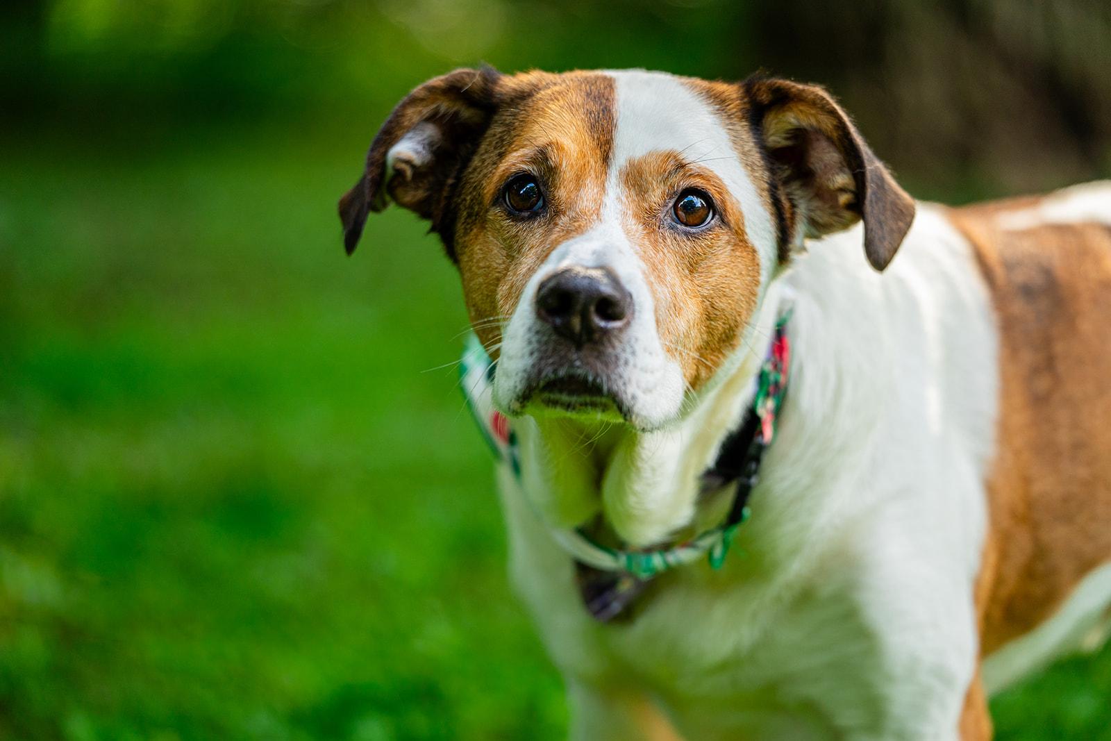 Enlarge Poppi, a ADOPTABLE mixed breed in Dellslow, WV image 3/6