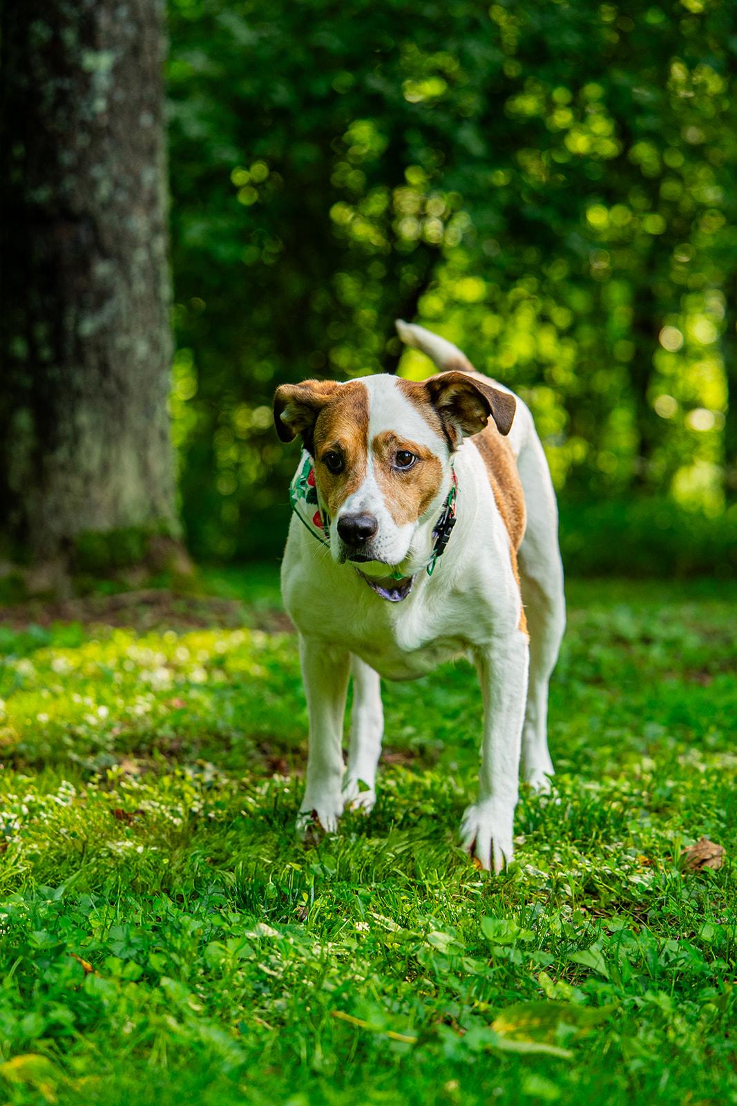 Enlarge Poppi, a ADOPTABLE mixed breed in Dellslow, WV image 6/6