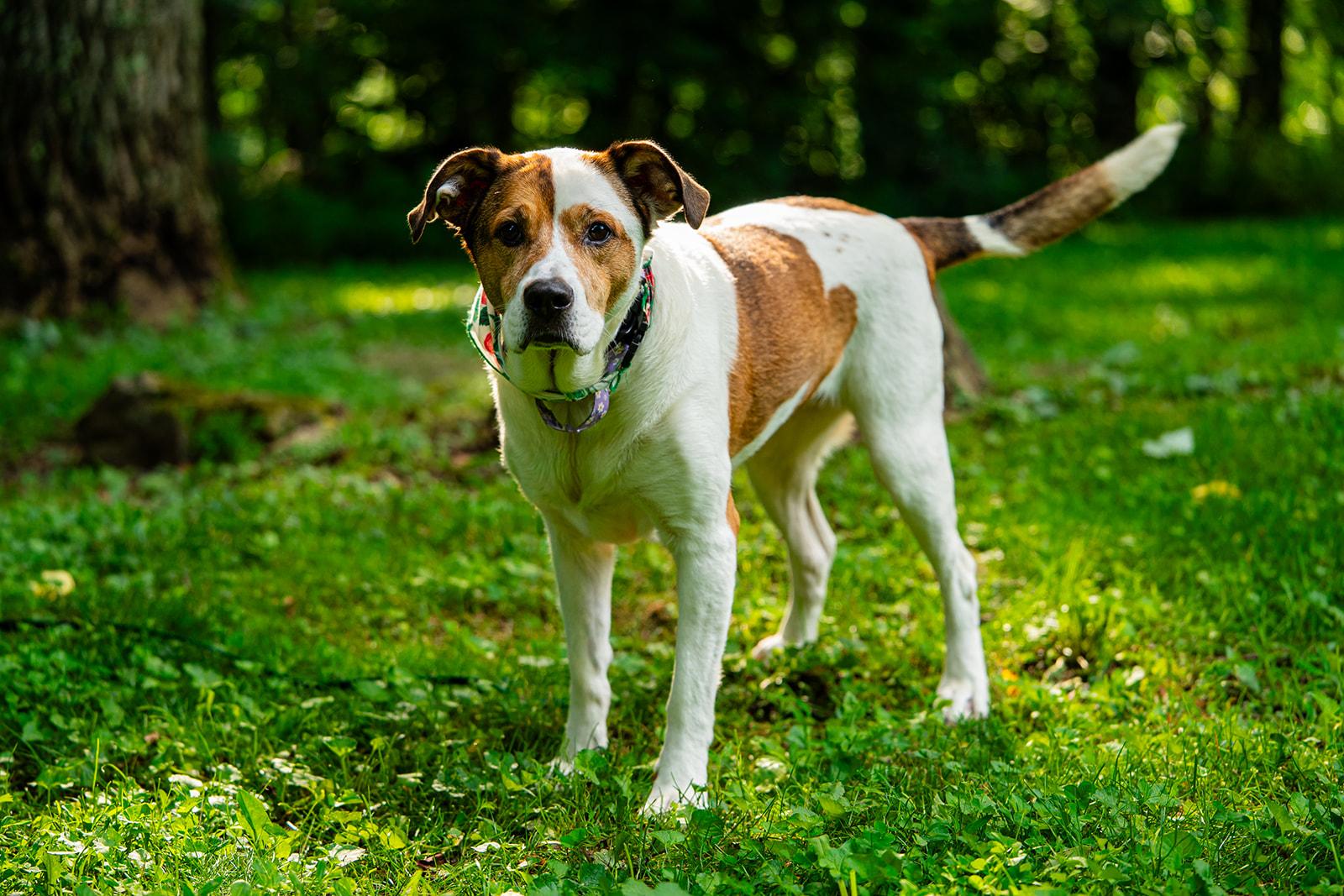 Enlarge Poppi, a ADOPTABLE mixed breed in Dellslow, WV image 5/6
