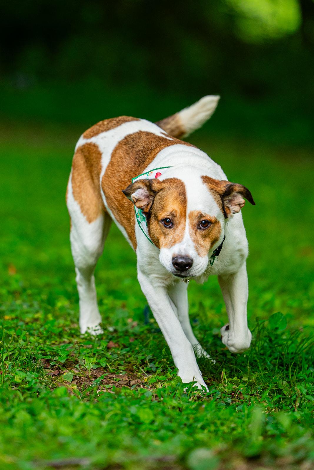 Enlarge Poppi, a ADOPTABLE mixed breed in Dellslow, WV image 2/6