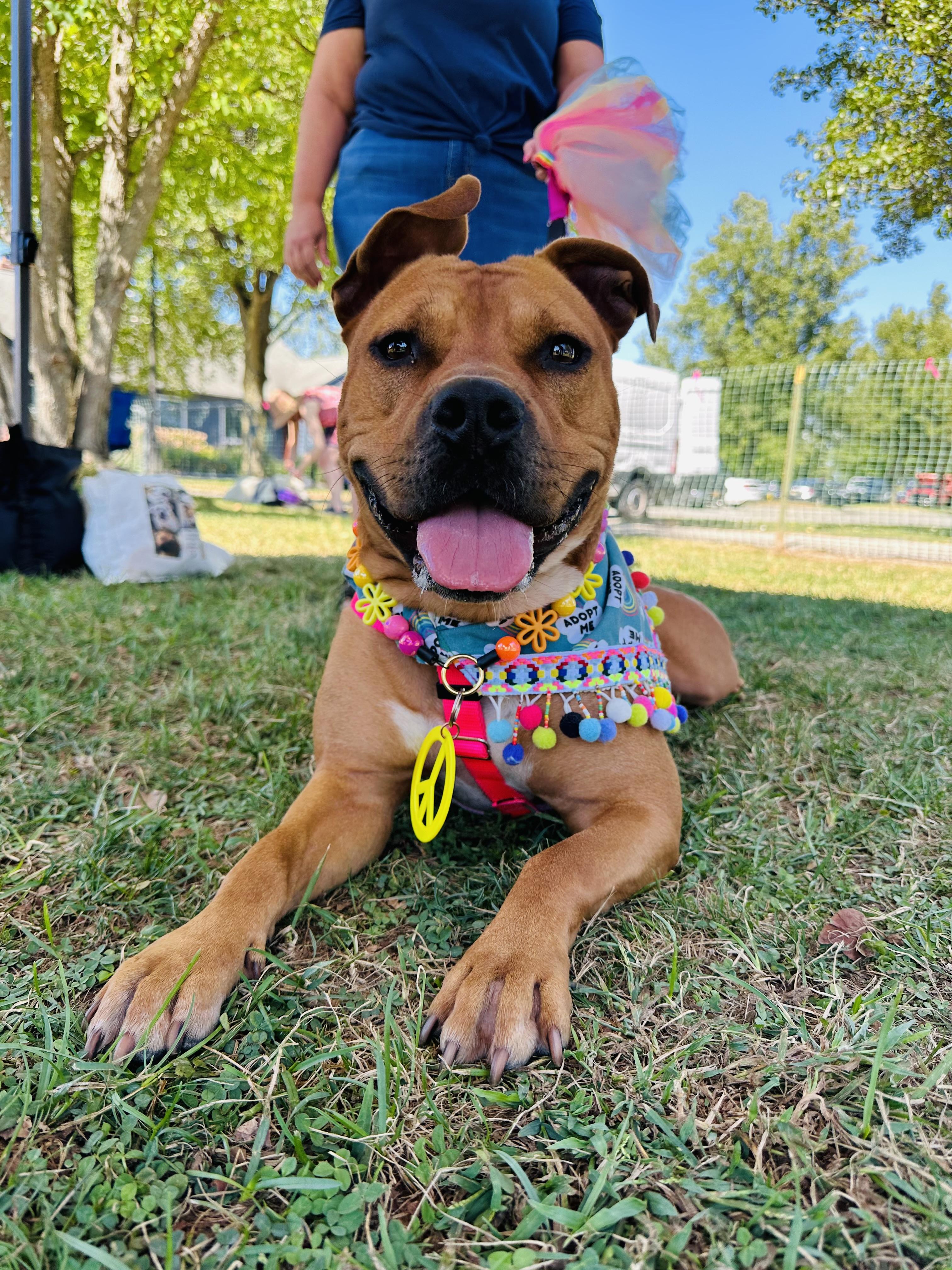 Biscotti
