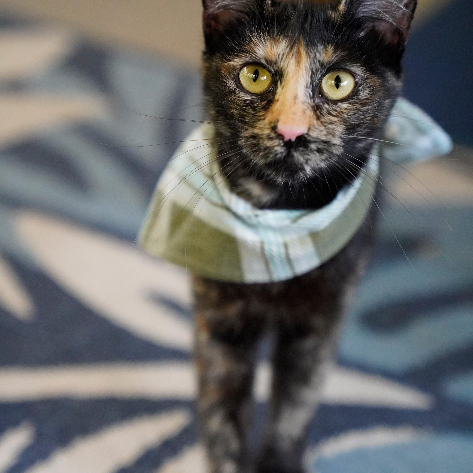 Enlarge Madame Leota, a ADOPTABLE mixed breed in Hixson, TN image 2/5