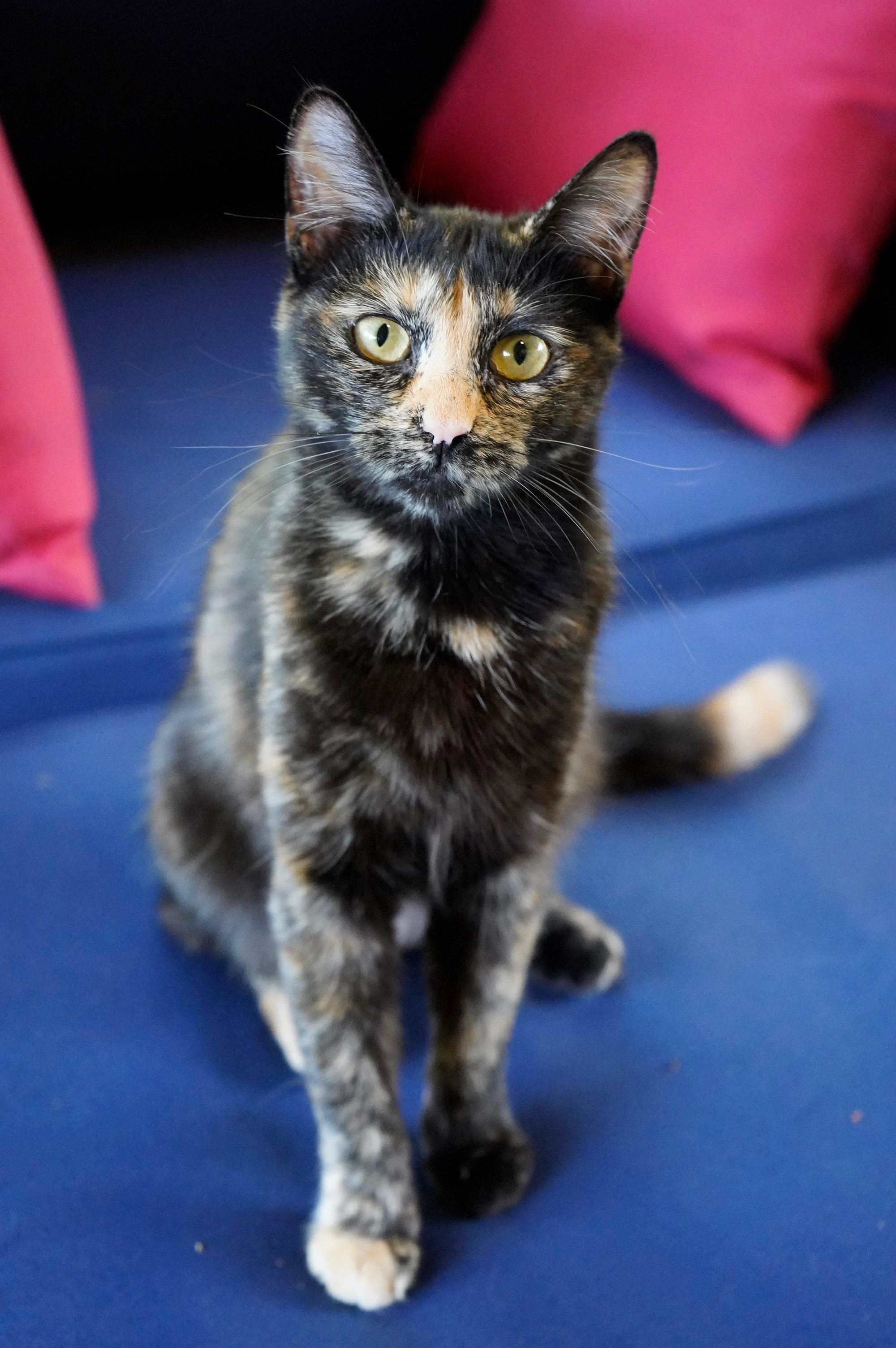 Enlarge Madame Leota, a ADOPTABLE mixed breed in Hixson, TN image 5/5