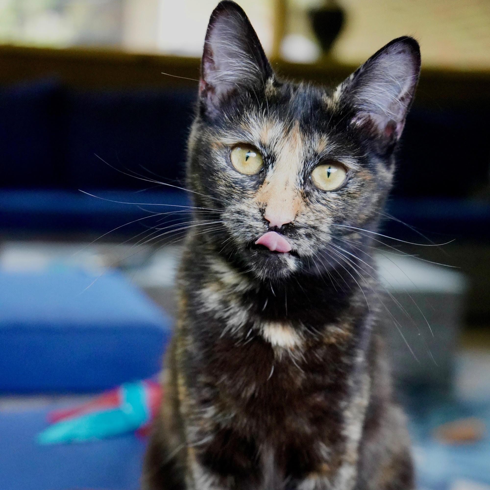 Madame Leota, ADOPTABLE, Young Female Tortoiseshell & Domestic Short Hair.