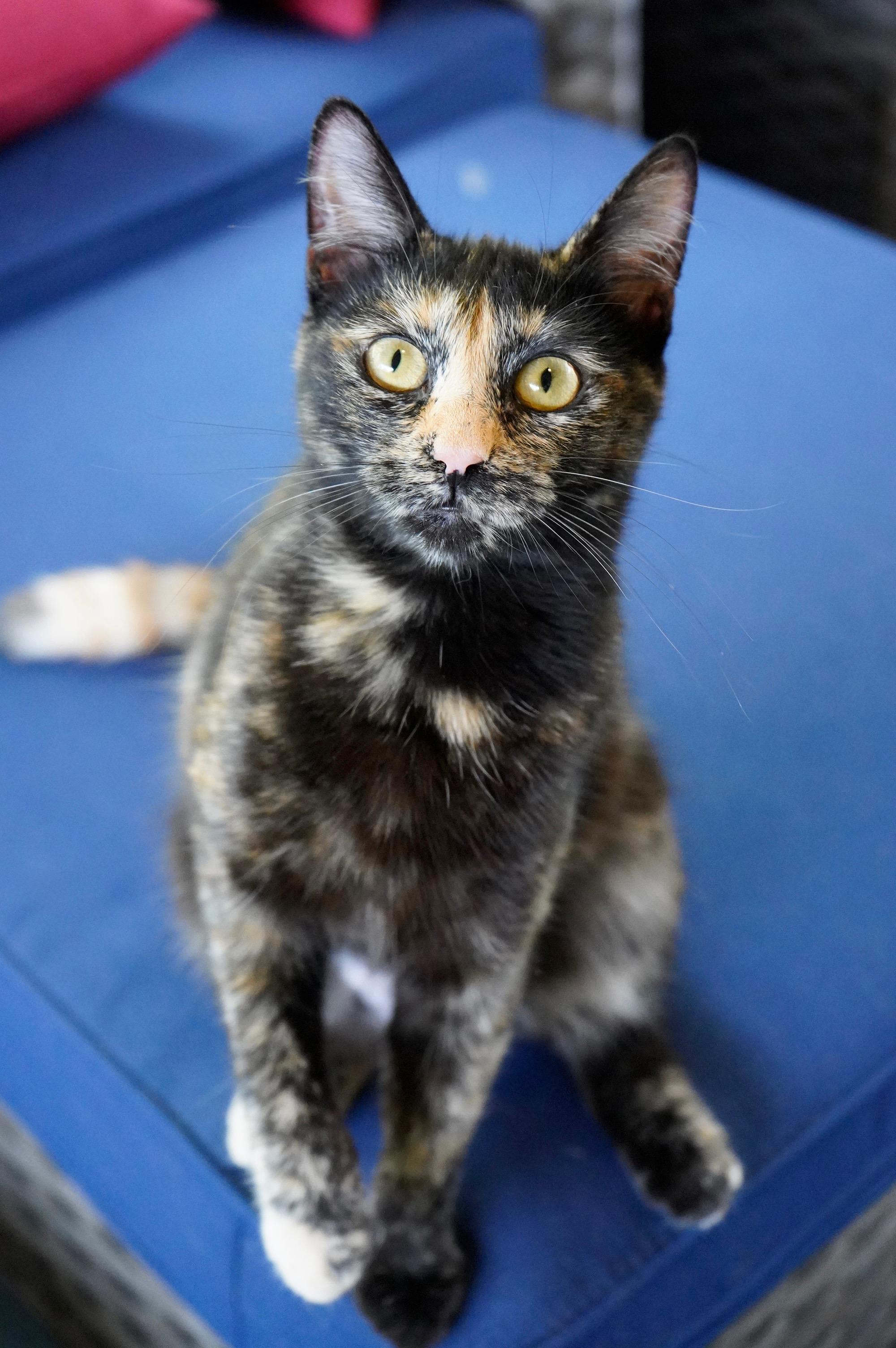 Enlarge Madame Leota, a ADOPTABLE mixed breed in Hixson, TN image 3/5