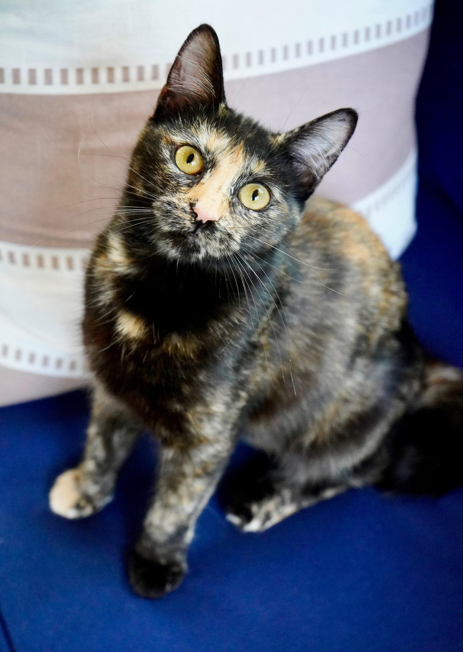 Enlarge Madame Leota, a ADOPTABLE mixed breed in Hixson, TN image 4/5