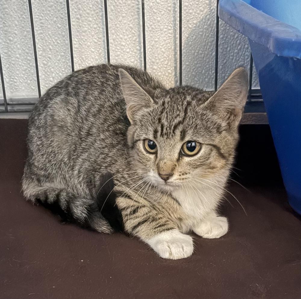 Pip, Adoptable, Kitten Female Domestic Short Hair.