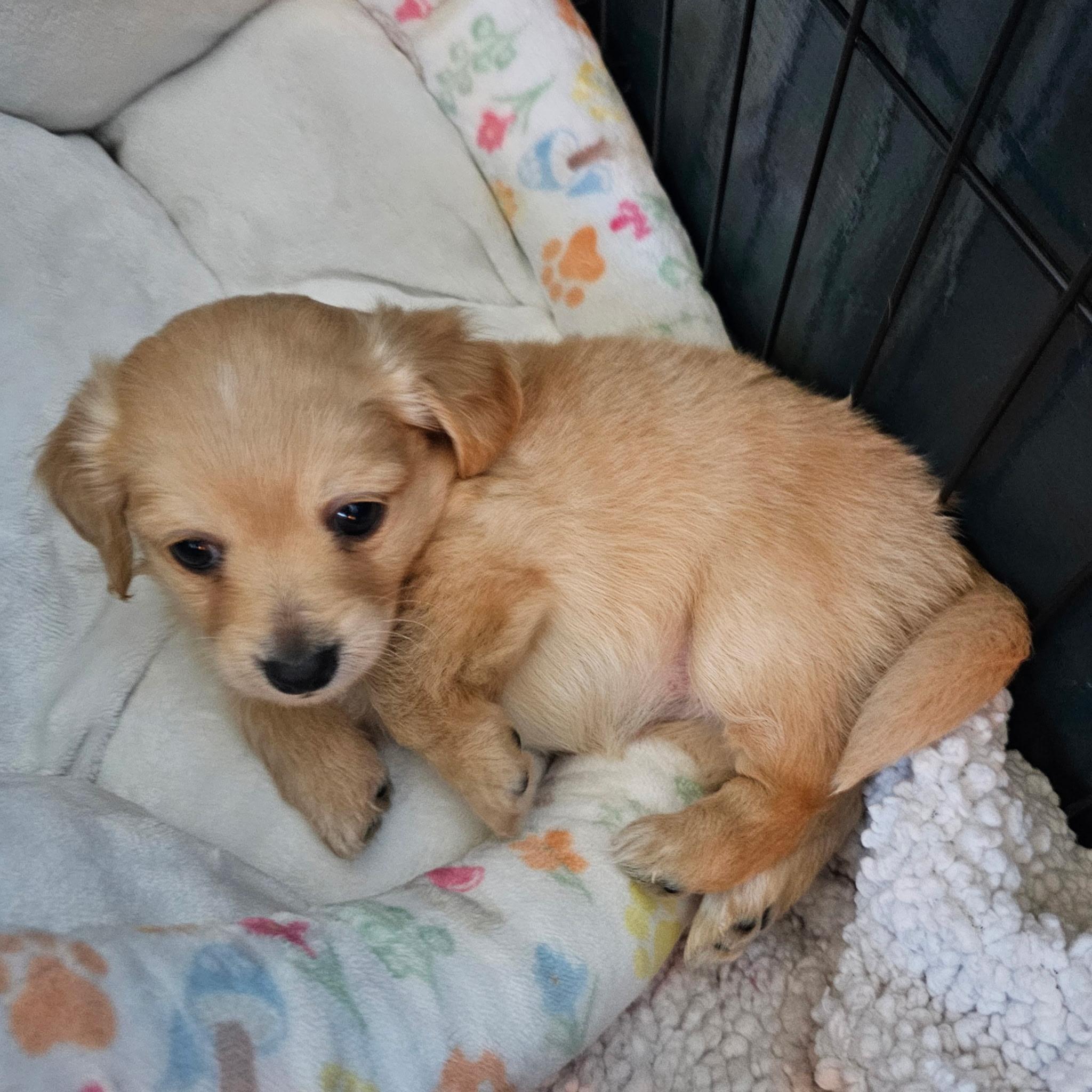 Enlarge Kerry Gold, a Adoptable mixed breed in Sun Valley, CA image 3/5