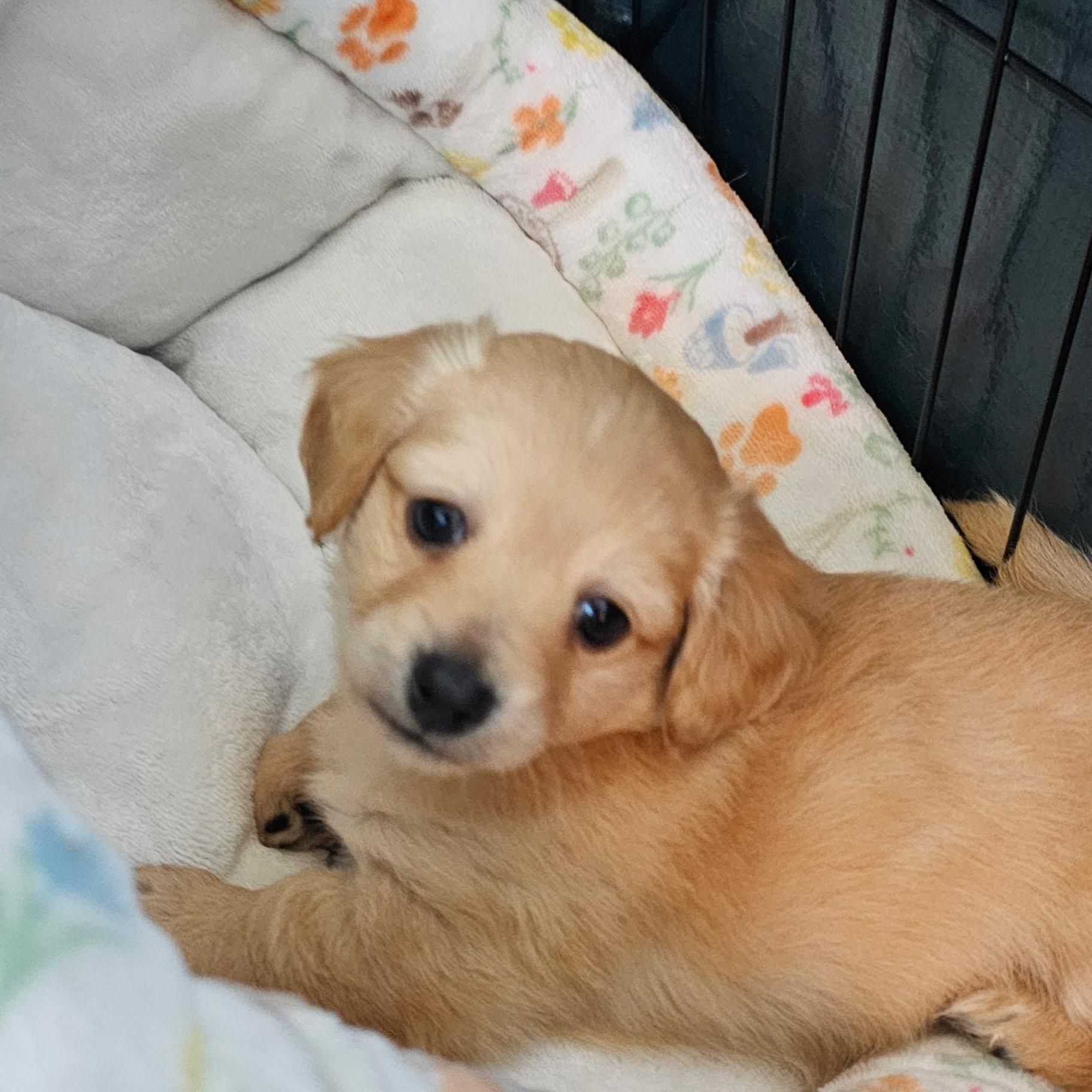 Enlarge Kerry Gold, a Adoptable mixed breed in Sun Valley, CA image 2/5