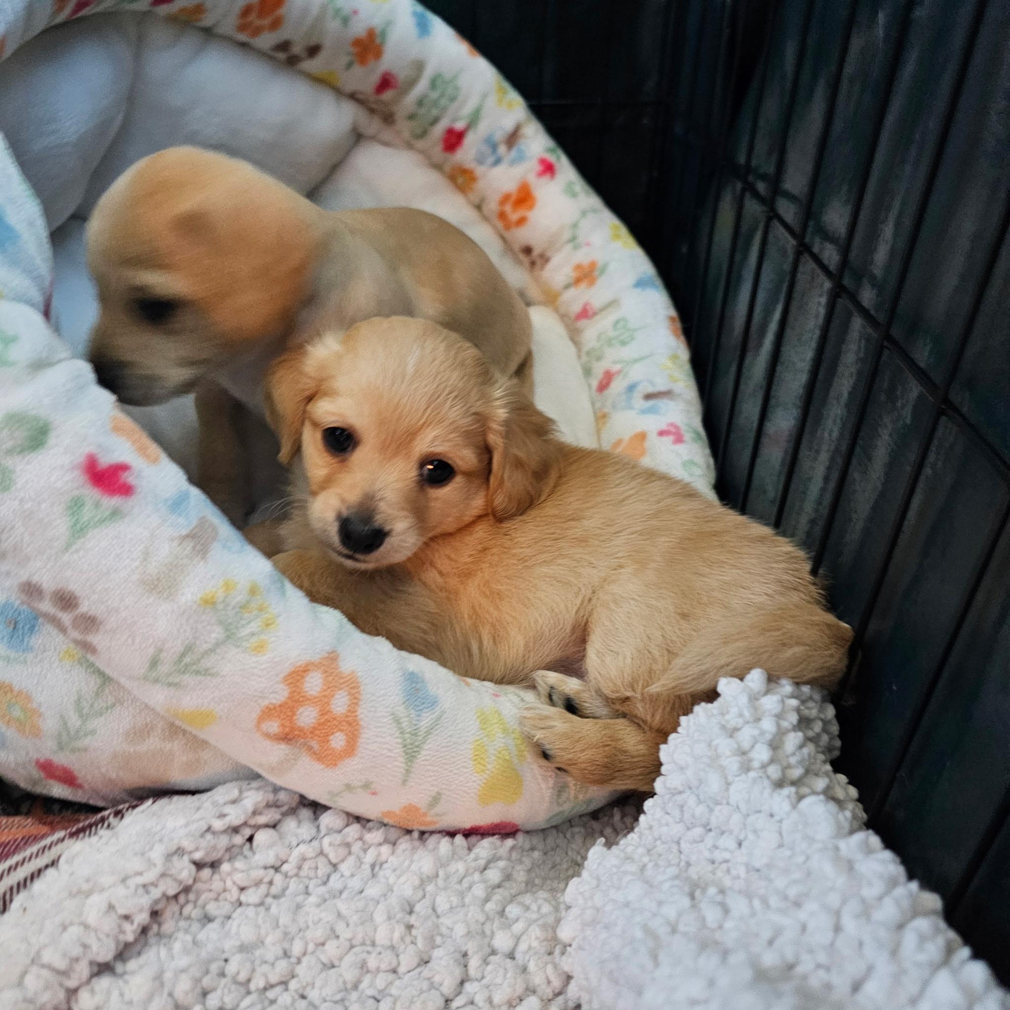 Enlarge Kerry Gold, a Adoptable mixed breed in Sun Valley, CA image 4/5