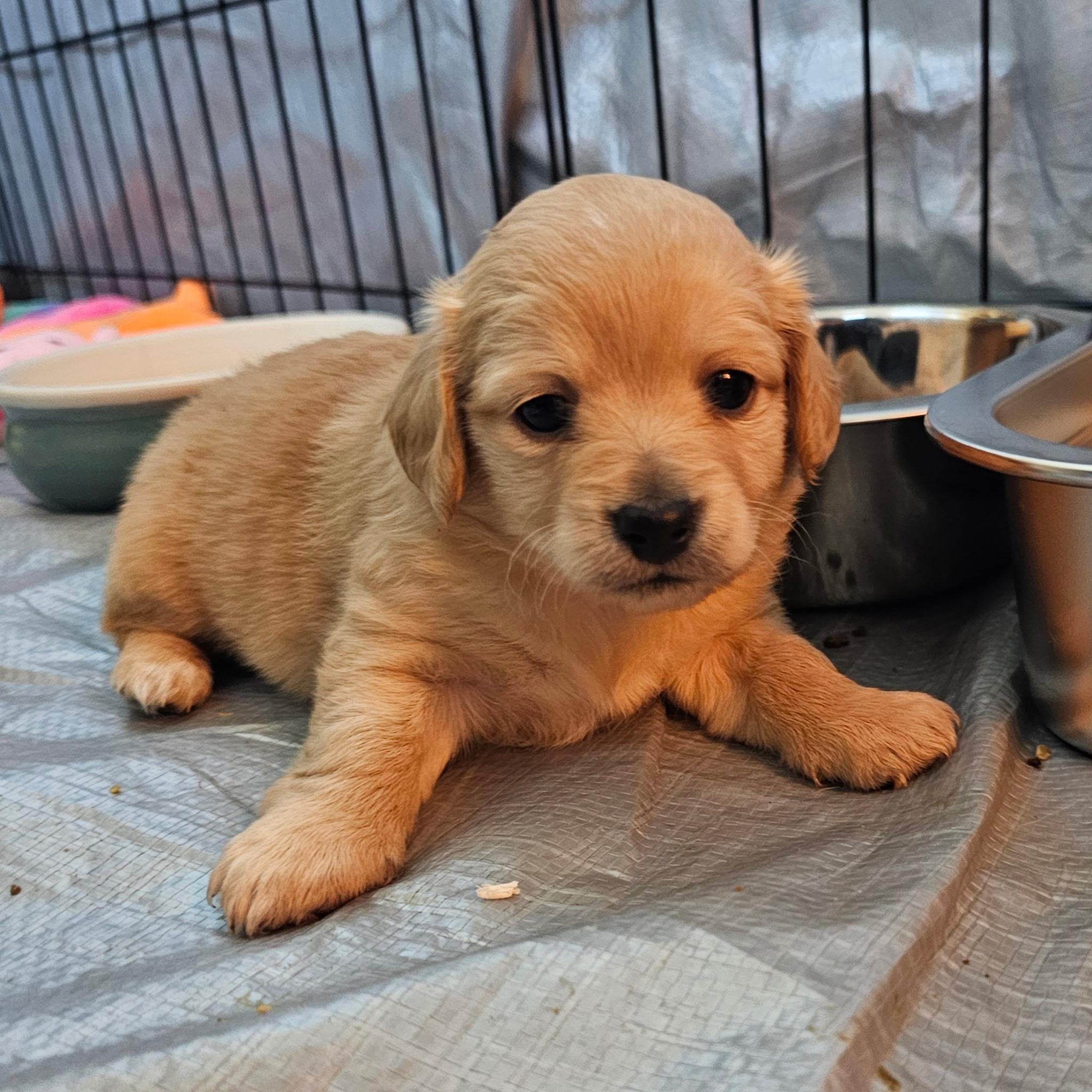 Enlarge Kerry Gold, a Adoptable mixed breed in Sun Valley, CA image 5/5
