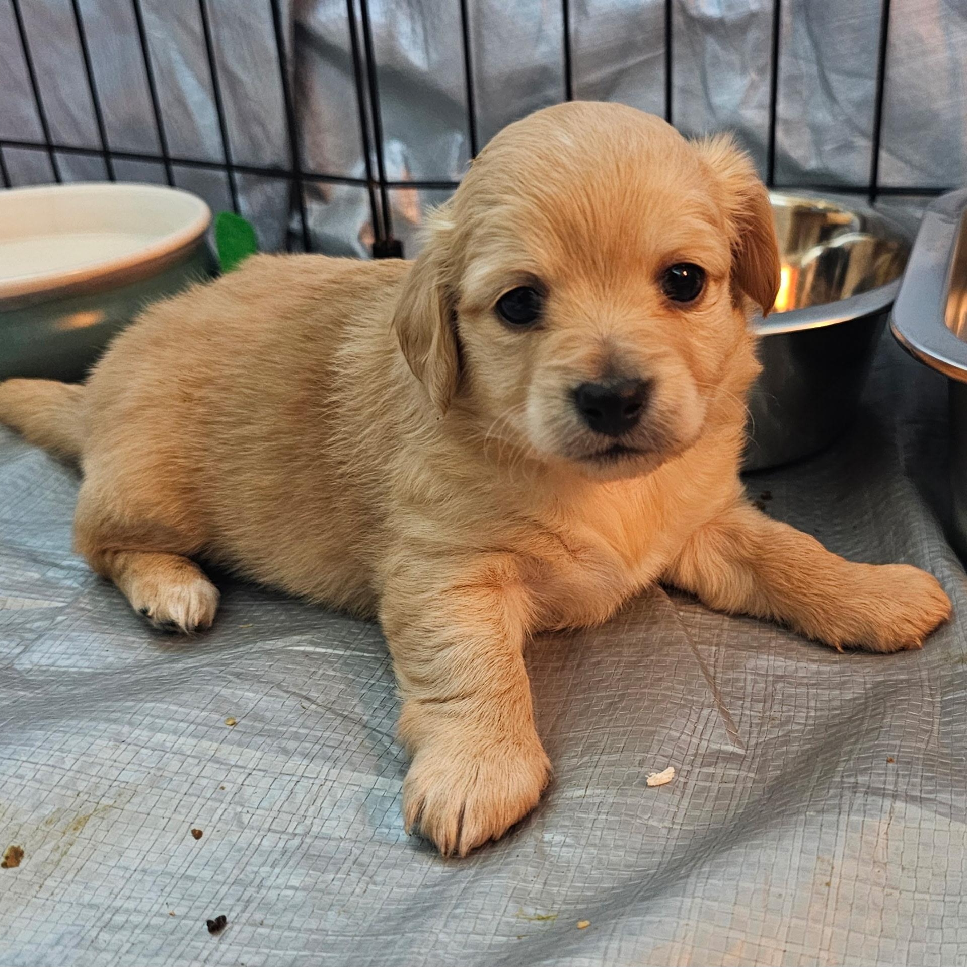 Kerry Gold, Adoptable, Puppy Female Chihuahua & Terrier.