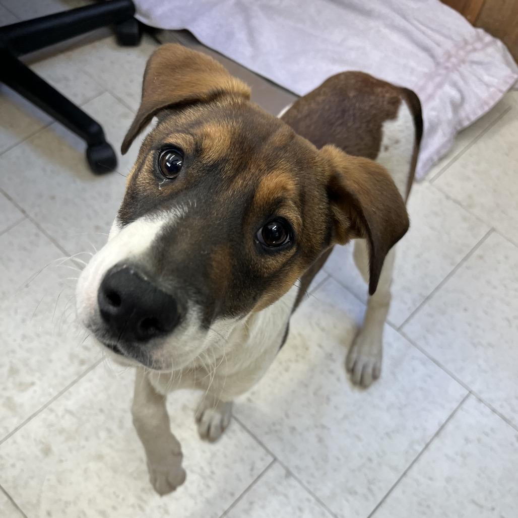 Squanchy, Adoptable, Young Male Mixed Breed.