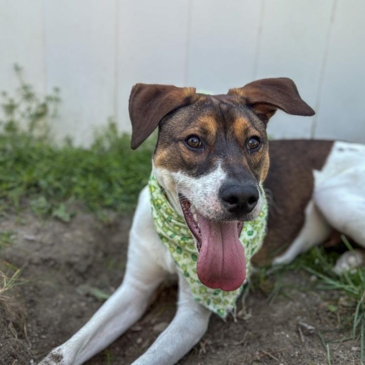 Squanchy, a Adoptable Mixed Breed in Enfield, NH image 1/4