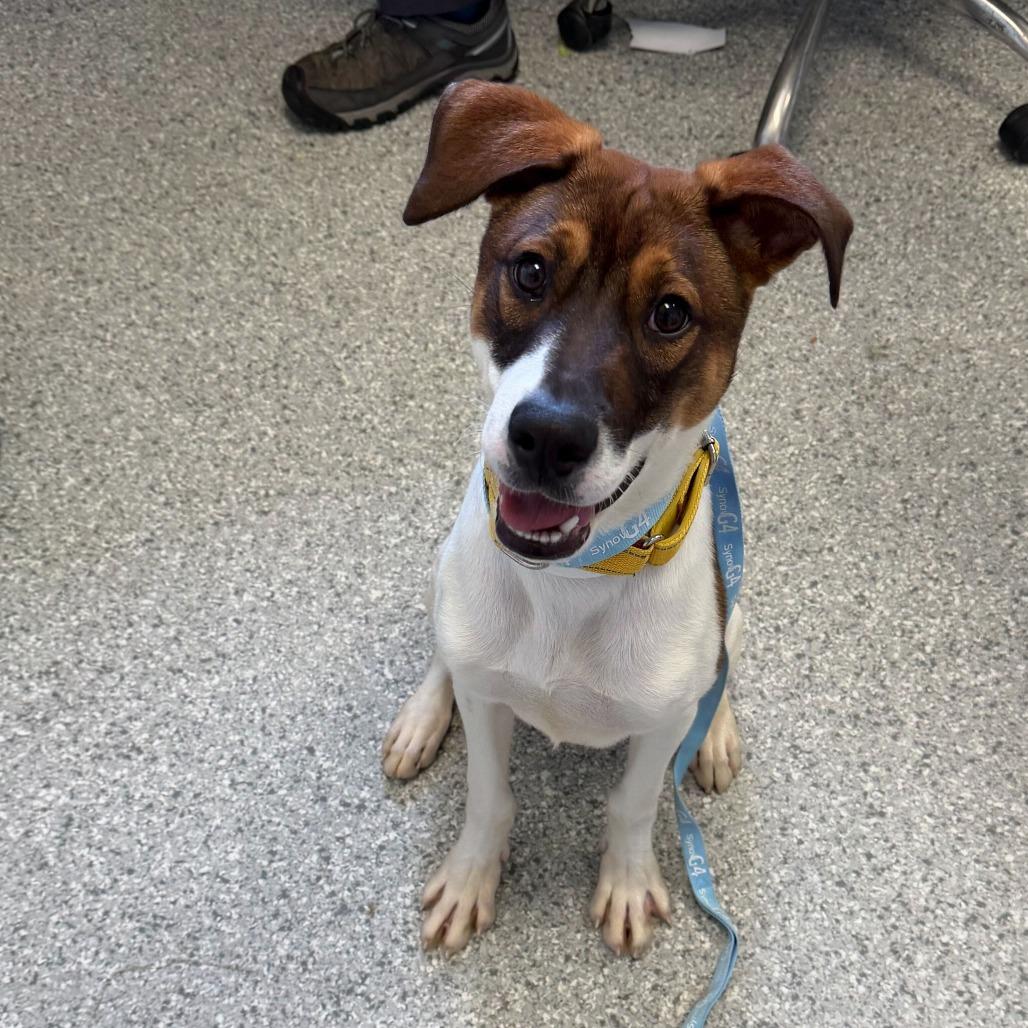 Squanchy, a Adoptable Mixed Breed in Enfield, NH image 2/4