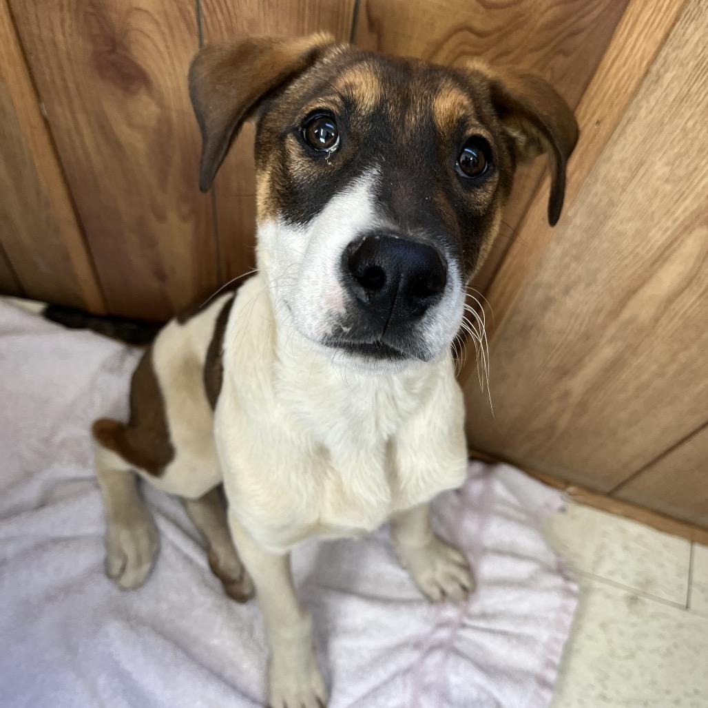 Squanchy, a Adoptable Mixed Breed in Enfield, NH image 2/2