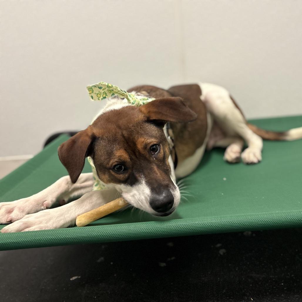 Squanchy, a Adoptable Mixed Breed in Enfield, NH image 3/4