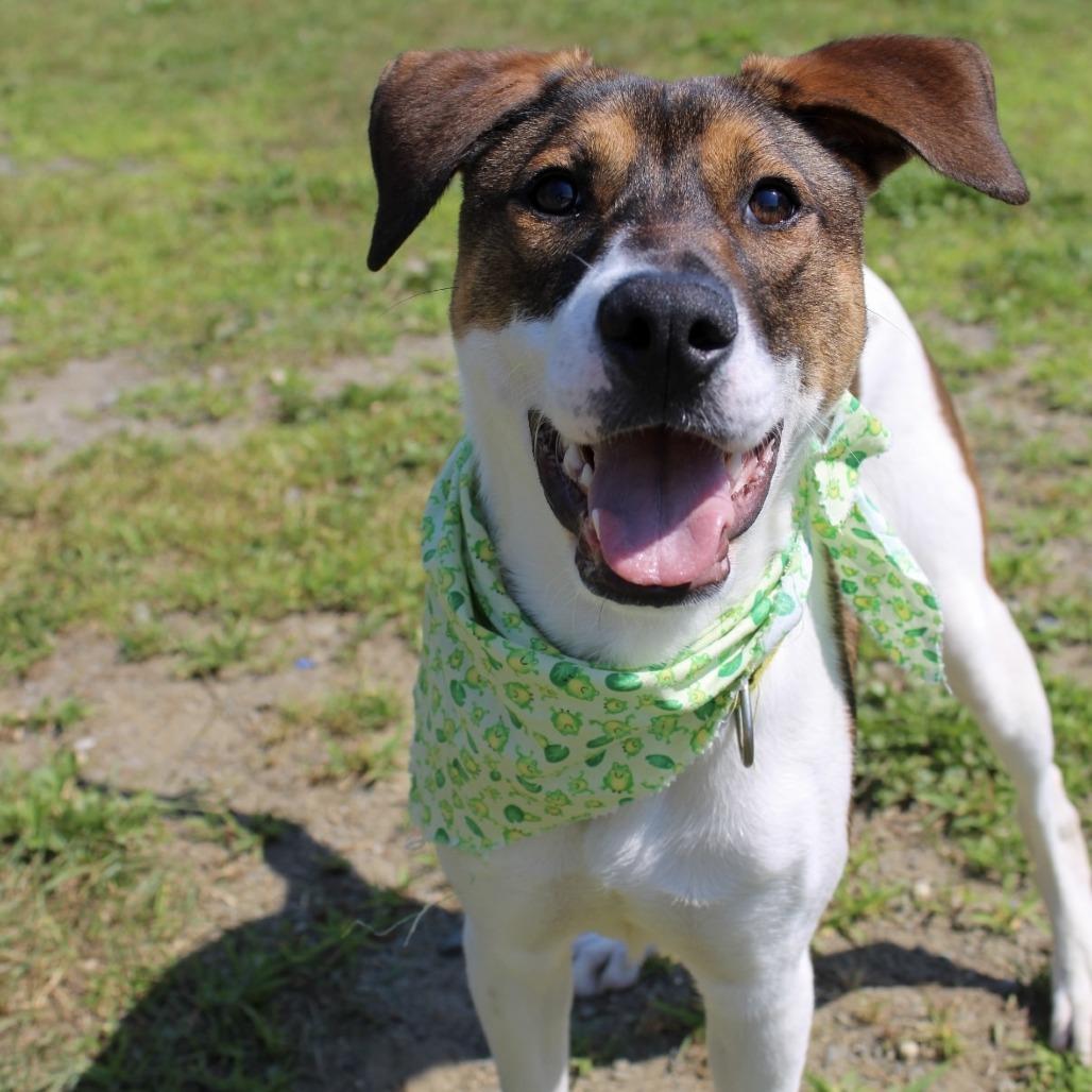 Squanchy, a Adoptable Mixed Breed in Enfield, NH image 4/4